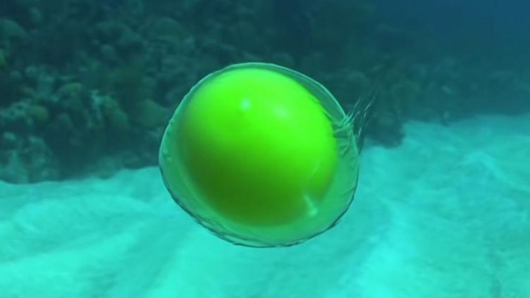 Какво се случва, когато счупим яйце на 18 метра под водата?