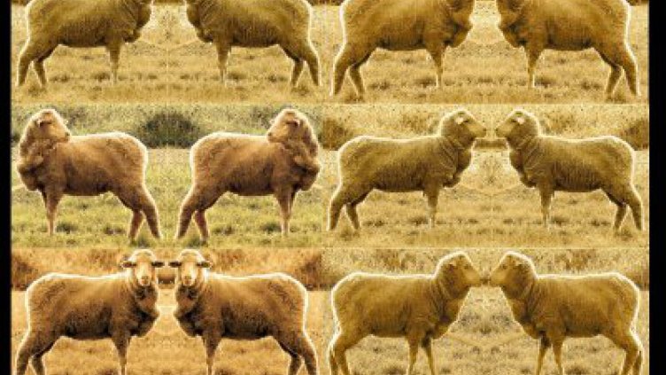 Специален фонд за справяне с болести при животните предлага МЗХ