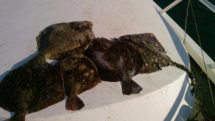 Увеличават квотата за улов на калкан за България