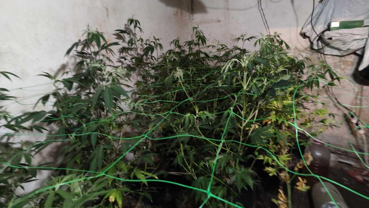 За втори път: Спипаха служител на БАБХ да отглежда дрога (ВИДЕО)