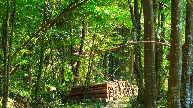 СИДП: Никой няма да остане без дърва за огрев през зимата