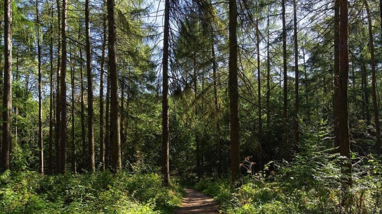 Откриха прострелян полицай в гора край Варна