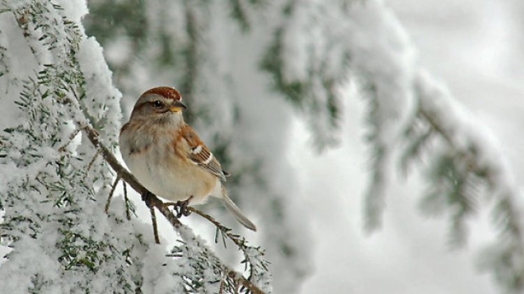 Голям Сечко започва слънчев, а завършва мразовит