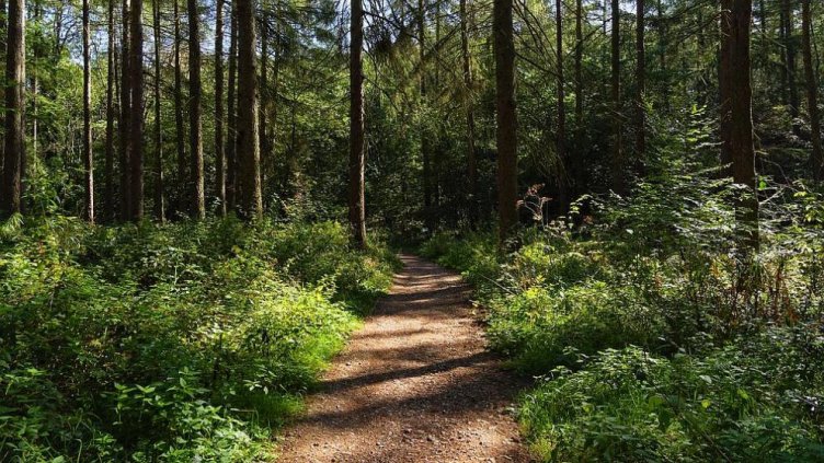 Намерен е нов прострелян полицай в гората. Този път край Шумен