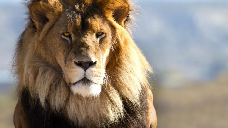 Намериха препариран лъв в хале на фирма в Разград