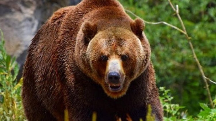 Мечките в Смолянско се активизираха