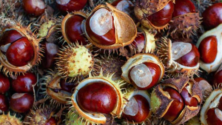 В сезона на кестените: Как да ги използваме в домакинството и козметиката?