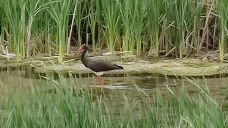 Черен щъркел долетя в Сливен