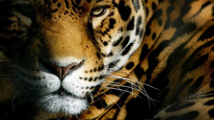 Двама, не един, изпуснали ягуара Алонсо от клетката