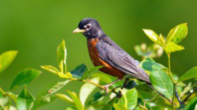 Червеношийките дължат най-характерния си белег на динозаврите