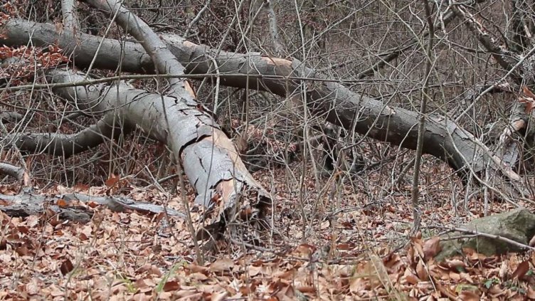 11 акта са съставени при проверки в горите във Варненско