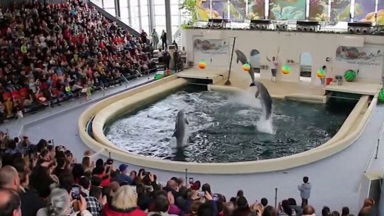 Делфинариумът с безплатни представления за децата на Варна