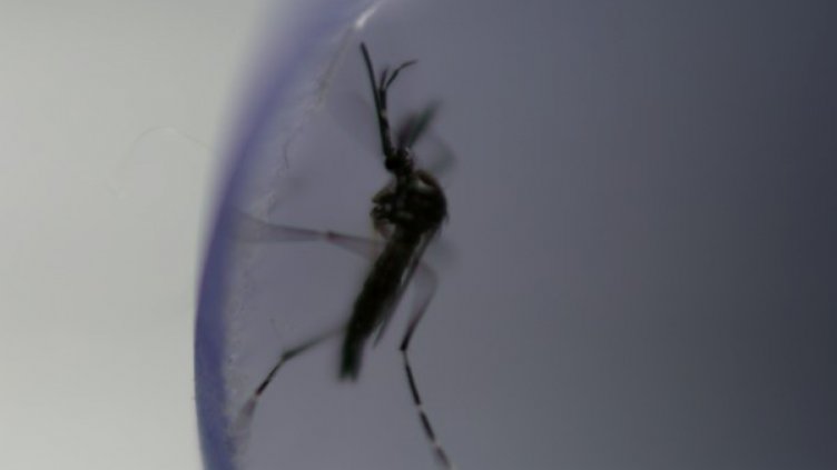 Свръхпопулация на комари атакува Плевенско