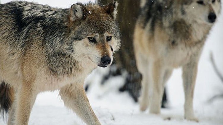 Вълци нападат Източна България