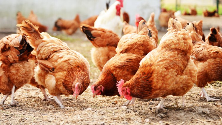 Избухна огнище на птичи грип в землището на Генерал Тошево