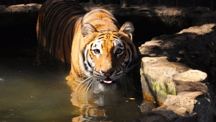 В зоопарка разхлаждат животни със сладолед и басейни (СНИМКИ)