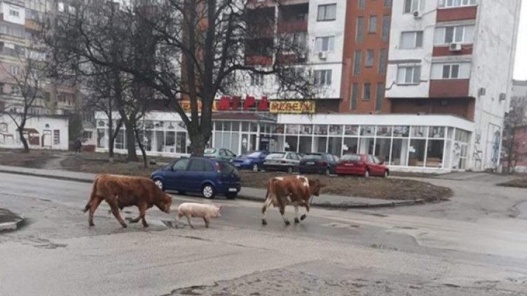 Бик, прасе и крава на разходка по оживен булевард
