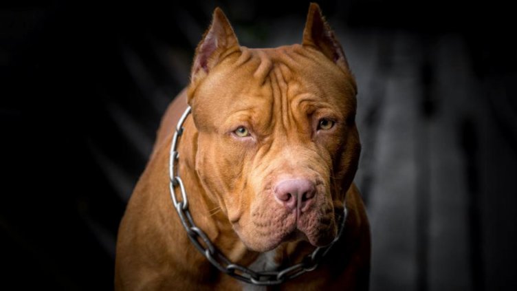 Питбул нахапа мъж в центъра на Варна