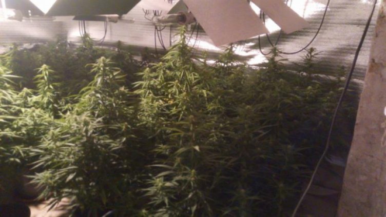 Мъжът с наркооранжерията остава в ареста