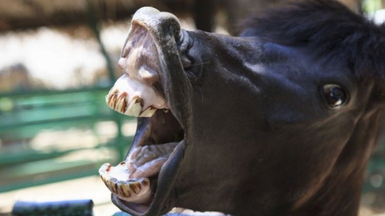 Кон захапа момченце за гушата и го изрита