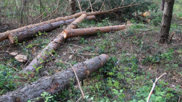 Горските отново спипаха бракониери във Варненско