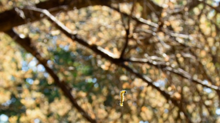 Дърво пред Аквариума се превърна в развъдник на гъсеници