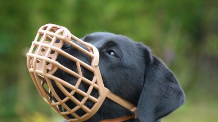 ГЕРБ за намордниците: Правилата са същите, само санкциите са завишени!  