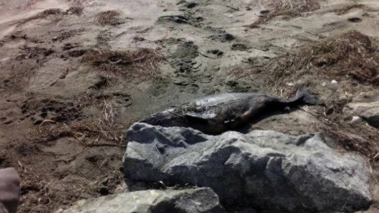 Откриха мъртъв делфин на плаж край Бургас