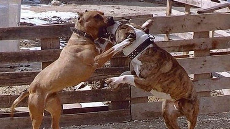 Прикриват кучешките боеве, обявяват ги за... изложби