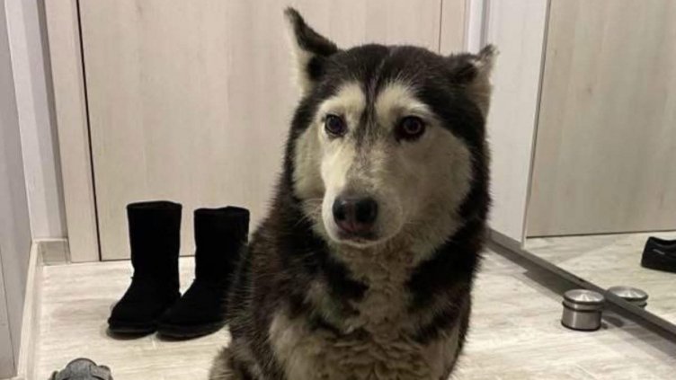 Смъртта на кучето Мая в София провокира протест във Варна