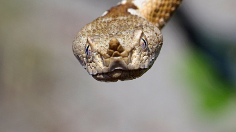 Пепелянка клъвна 73-годишен в двора му