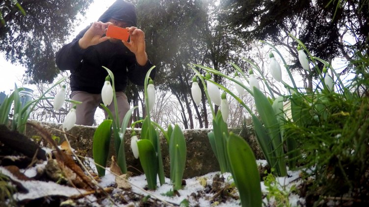 Цъфнаха първите кокичета във Варна (СНИМКИ)