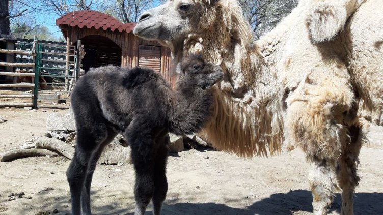 Ново бебе радва посетителите на зоокъта във Варна (СНИМКИ)