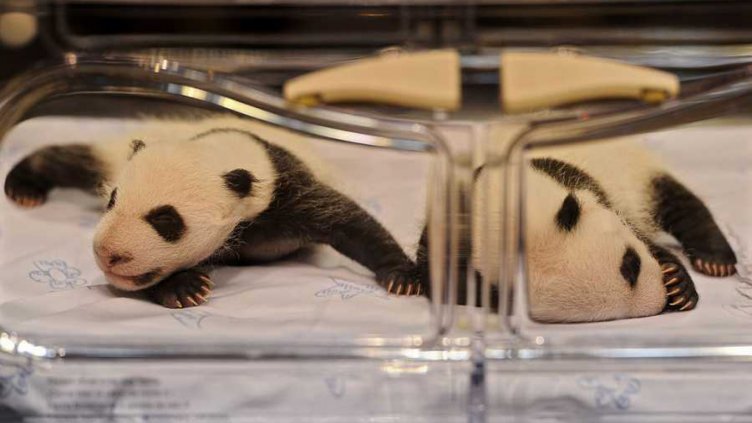 Девет двойки панди-близнаци се родили в Китай за 40 дни