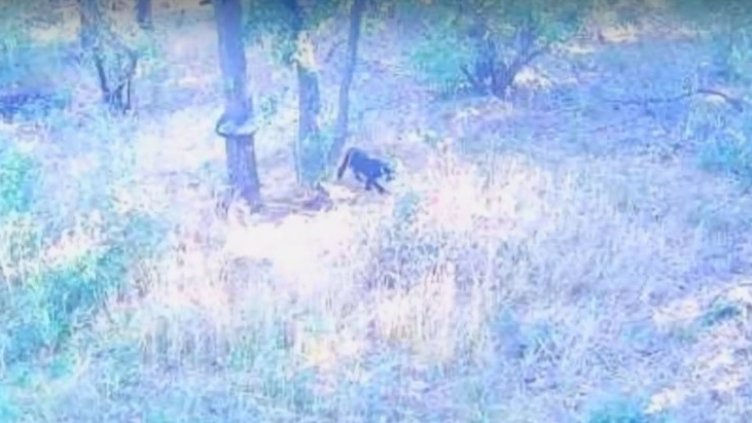 Съвет: Видите ли черния леопард, не му обръщайте гръб