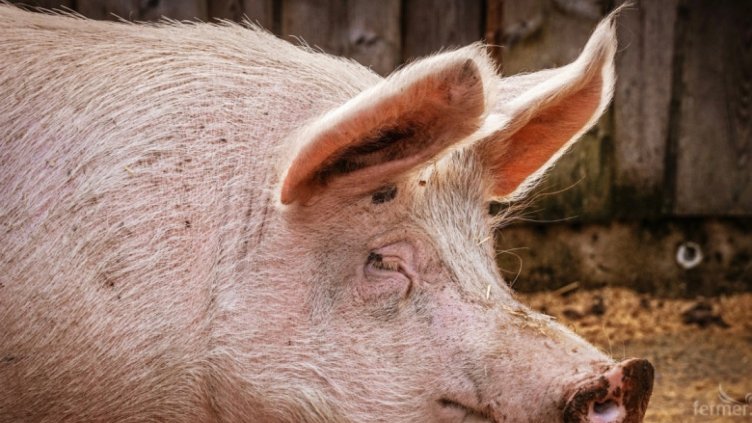 Първи случай на АЧС в Габровско