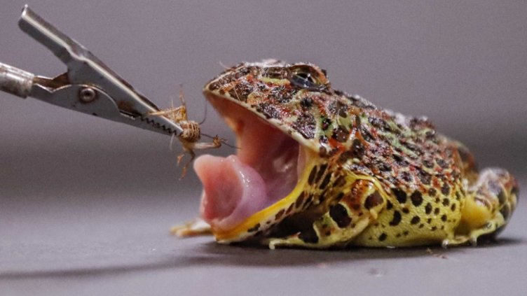 Учени откриха праисторическа жаба, способна да яде динозаври