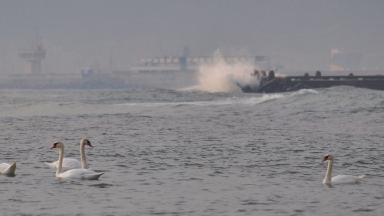 Снимка: Пламен Гутинов, архив