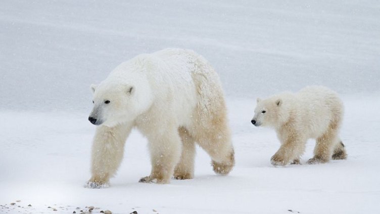 Въвеждат правила при срещи с белите мечки в Арктика