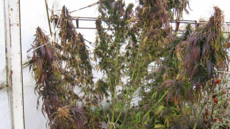 Лукс оранжерия за канабис разкриха в Добрич