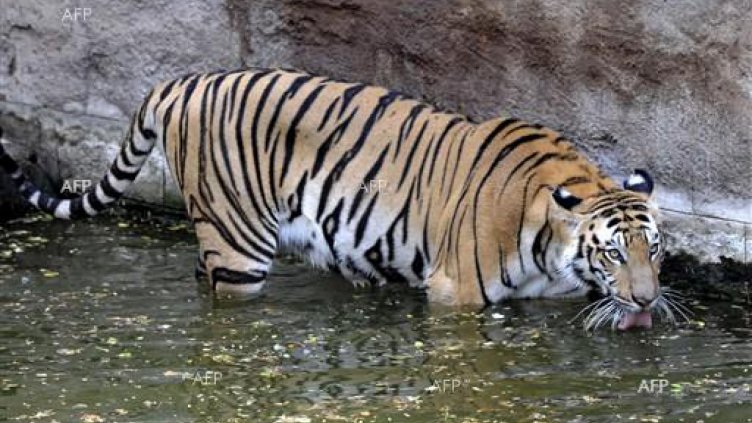 Прибраха тигъра Мъри в клетката му