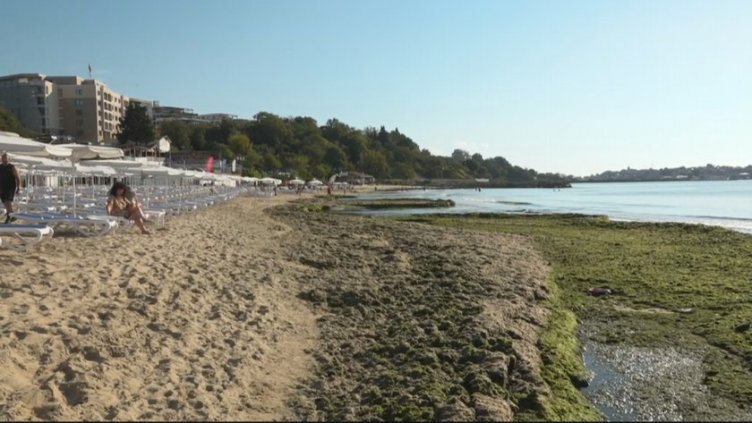 На юг: Пропищяха от водораслите по плажа