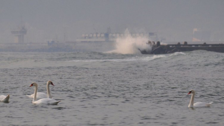 Снимка ПЛАМЕН ГУТИНОВ, АРХИВ