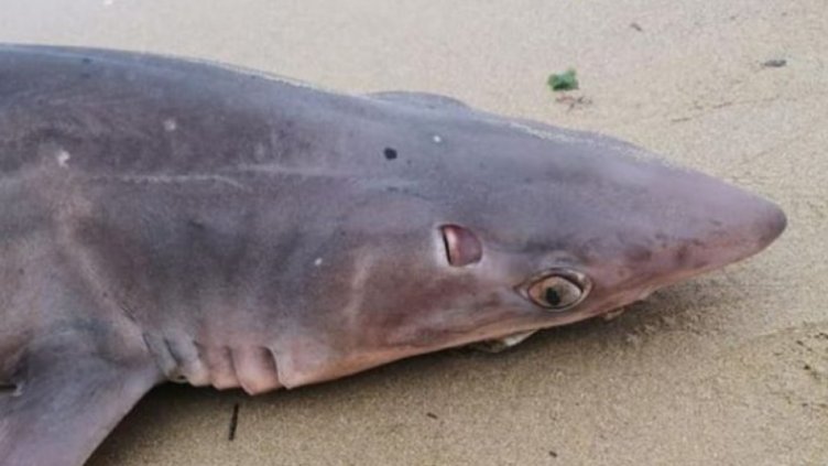 Морето изхърли акула на брега край Варна (СНИМКИ)