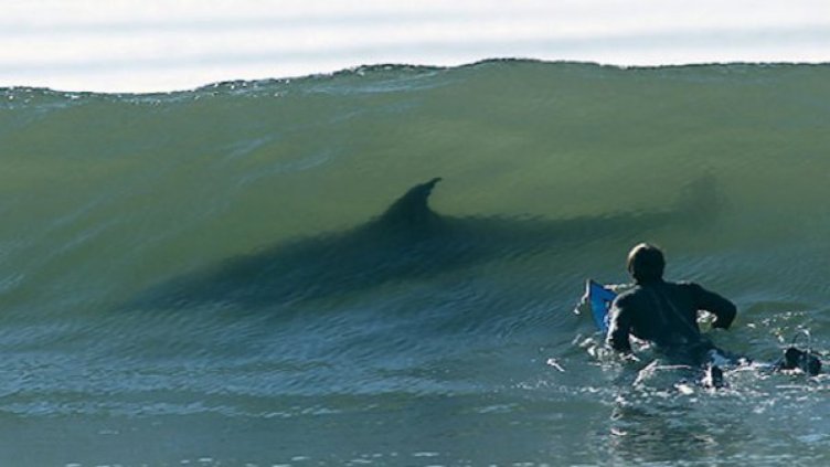 65-годишен сърфист се пребори с 3 метрова акула
