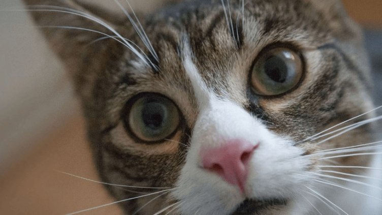 Виц на деня - 15 август