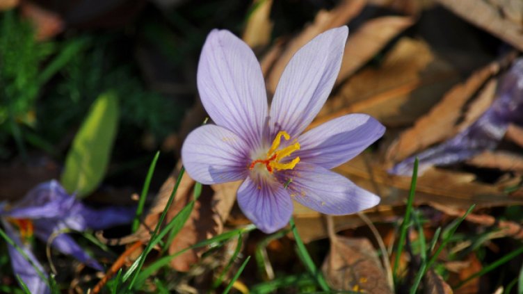 Снимка Пламен Гутинов, архив
