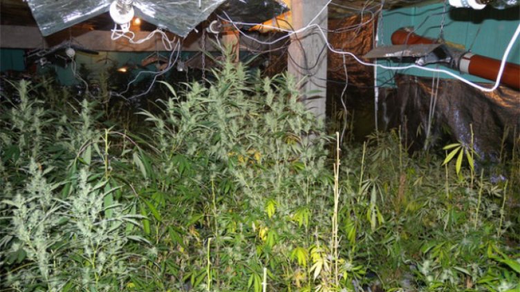 Разбиха наркооранжерия в Шумен, зареждала Силистра с дрога