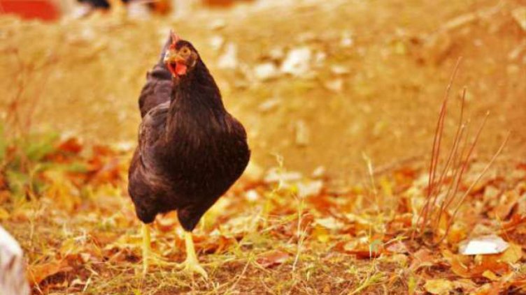 Заливат ни с евтино мляно месо от кокошки