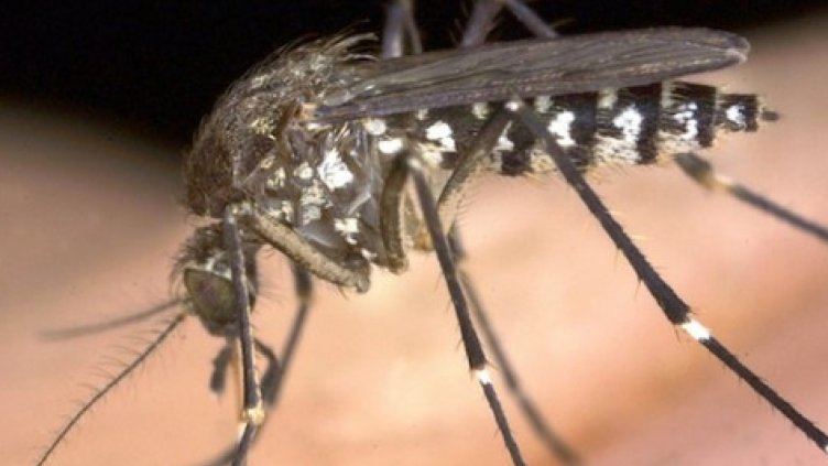 Комарът, който носи зика, хапе под коленете